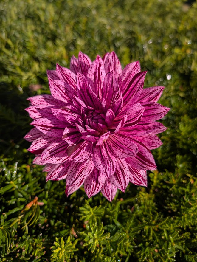 Hollyhill Bewitched Dahlia Tuber – Variegated Formal Decorative Lavender Dark Blend 5–6" Blooms, ~4–5 ft