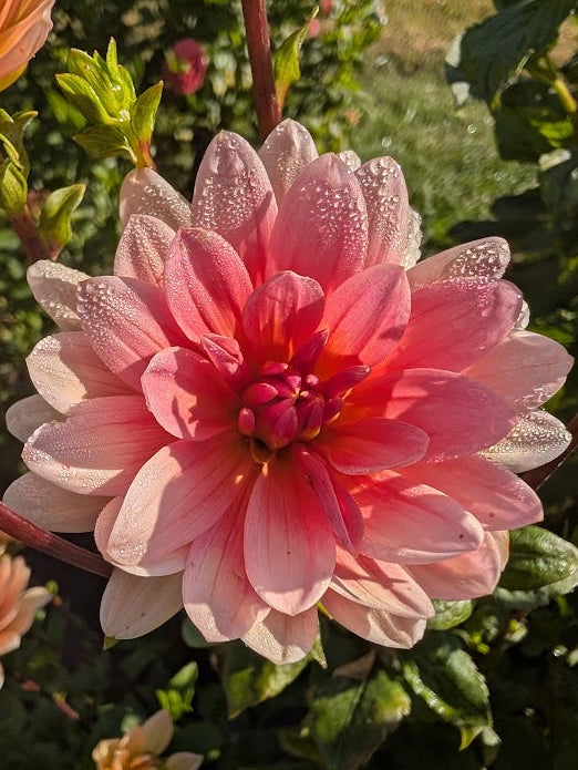Pink flower with water droplets in a garden setting
