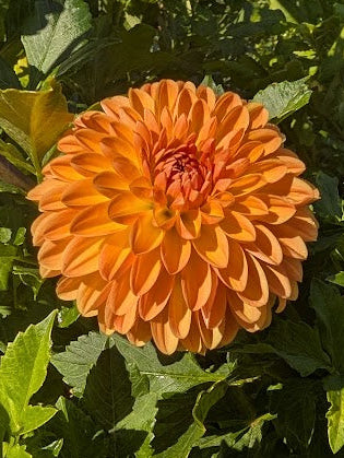 Orange flower surrounded by green leaves