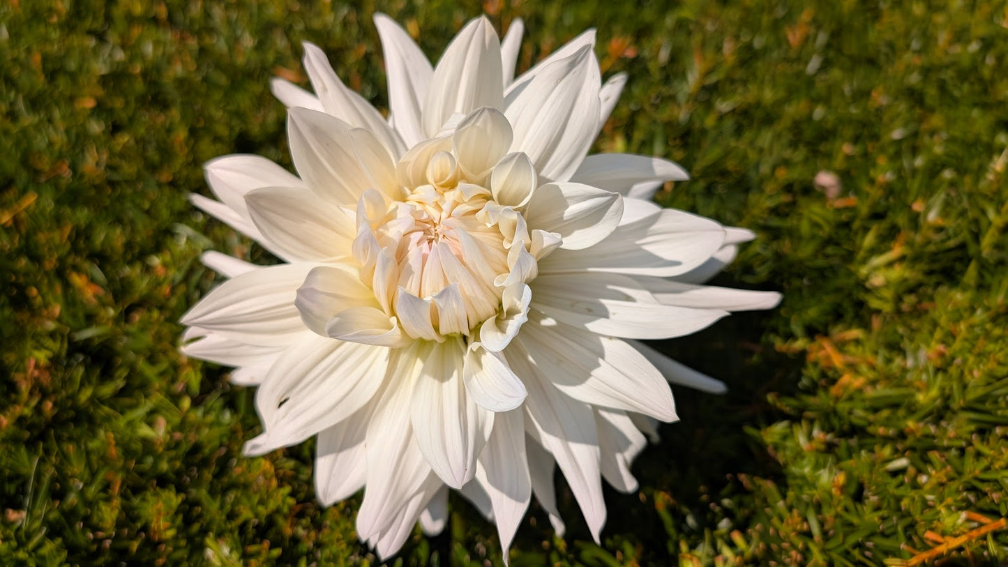Roque Starburst Dahlia Tuber Semi-Cactus White 8–10" Blooms