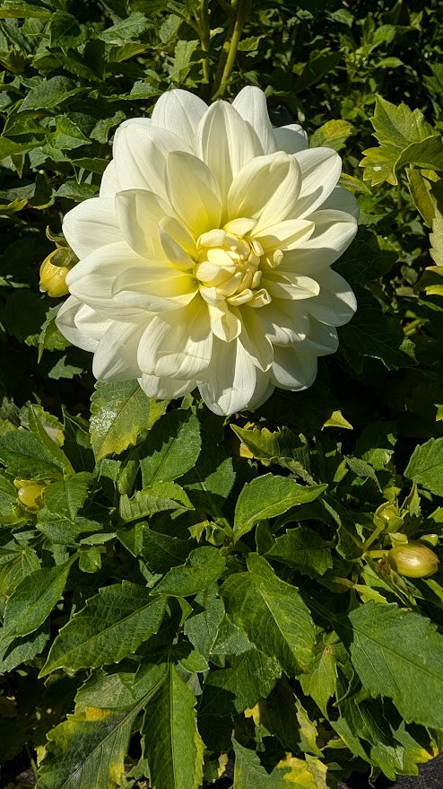 Lady Nathalie Dahlia Tuber – Waterlily, White, 4–5" Blooms