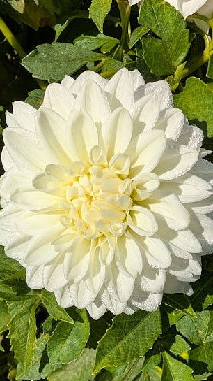 White flower with green leaves on a natural background
