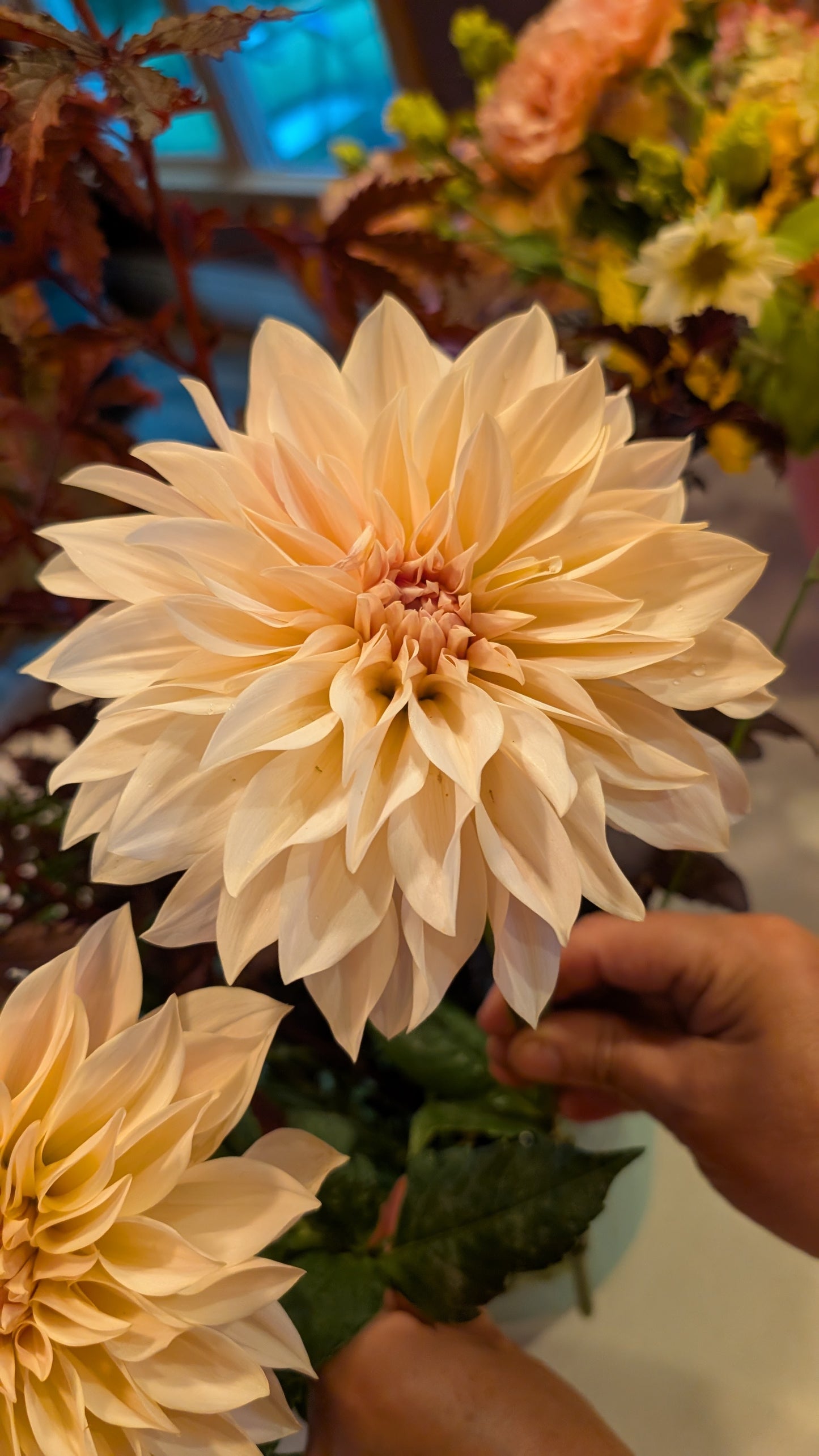 Cafe Au Lait Mini aka Jolene Dahlia Tuber –Informal Decorative Pink 6" Blooms