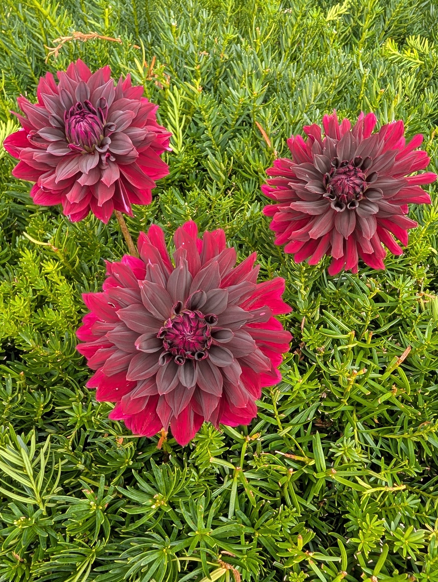 Rip City Dahlia Tuber – Informal Decorative Dark Red 4–6" Blooms