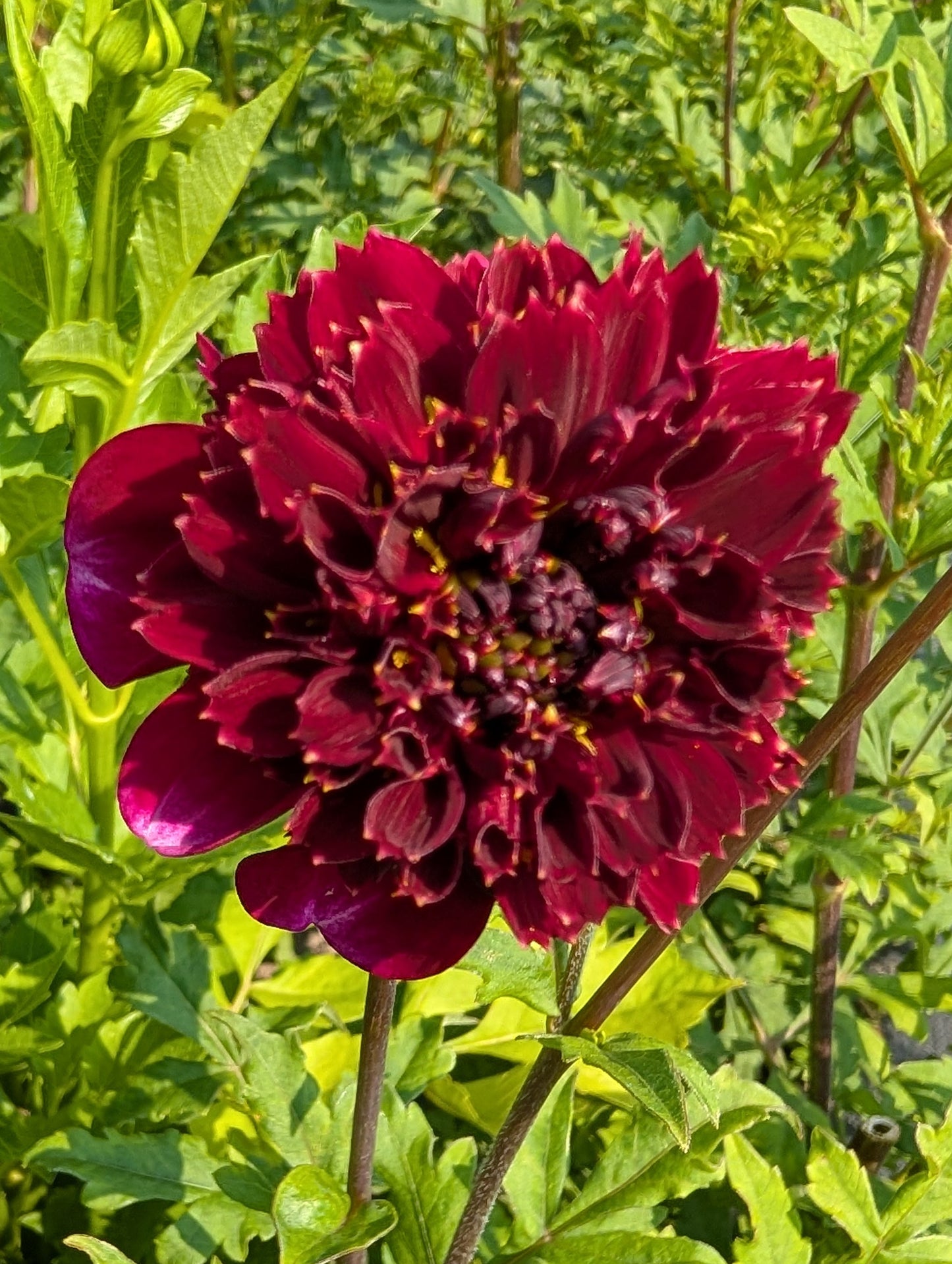 Maroon flower with green leaves in the background