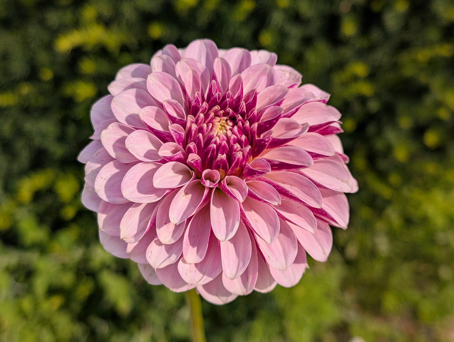 Salish Twilight Girl Dahlia Tuber – Decorative (D), Lavender-Purple Blend, 5" Blooms, ~4 ft
