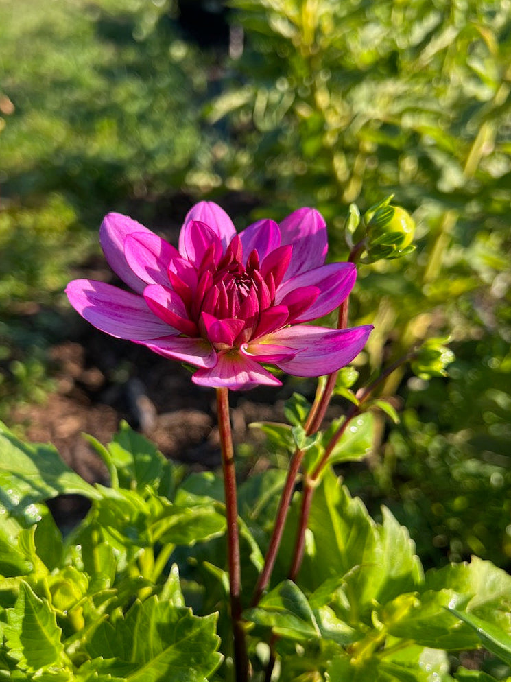 Sandia Shomei L Dahlia Tuber – Waterlily (WL), Light Pink/Lavender Blend, 4–5" Blooms