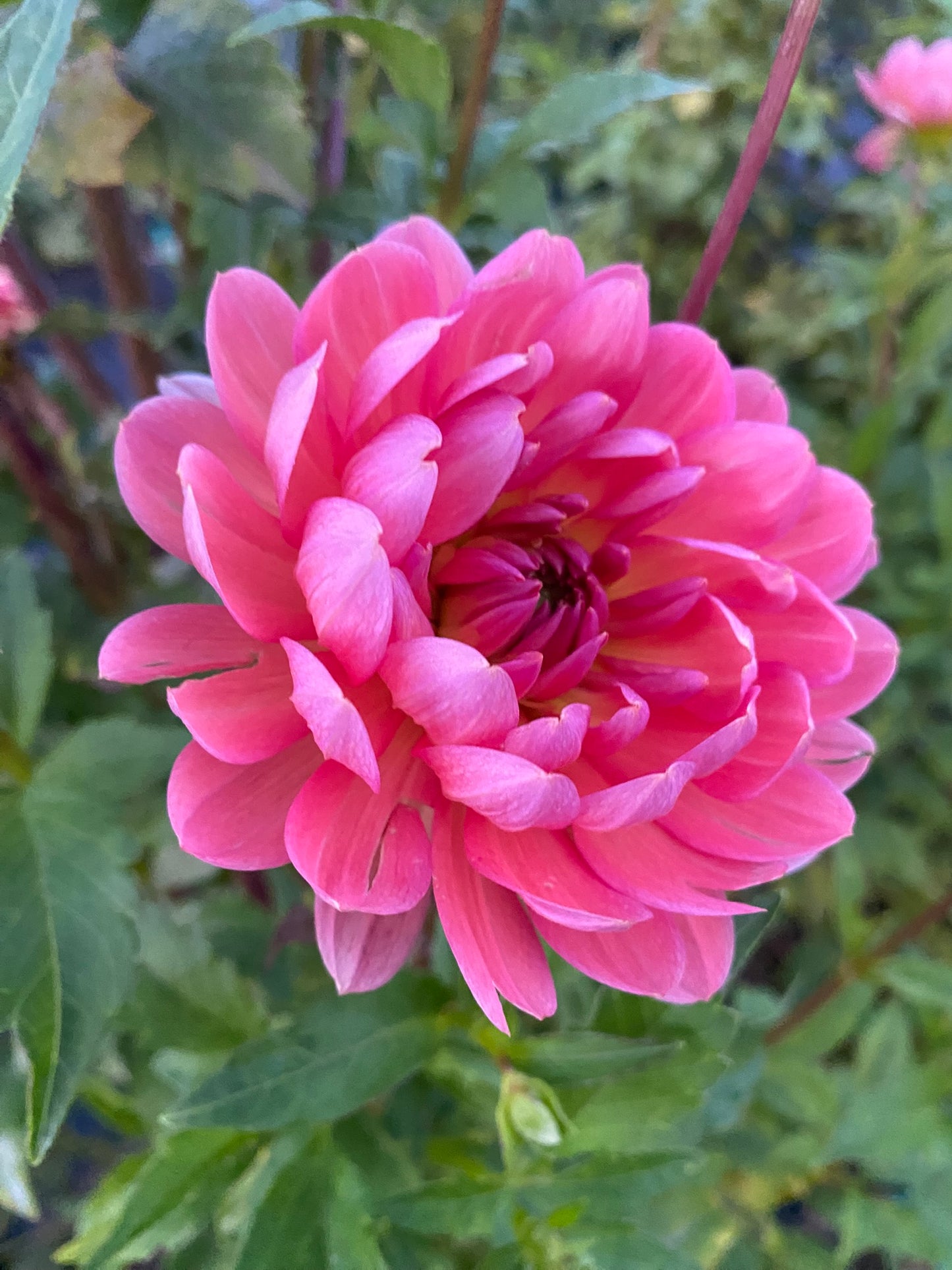 Hollyhill Daydream Dahlia Tuber – Informal Decorative (ID), Pastel Blend, 5–7" Blooms