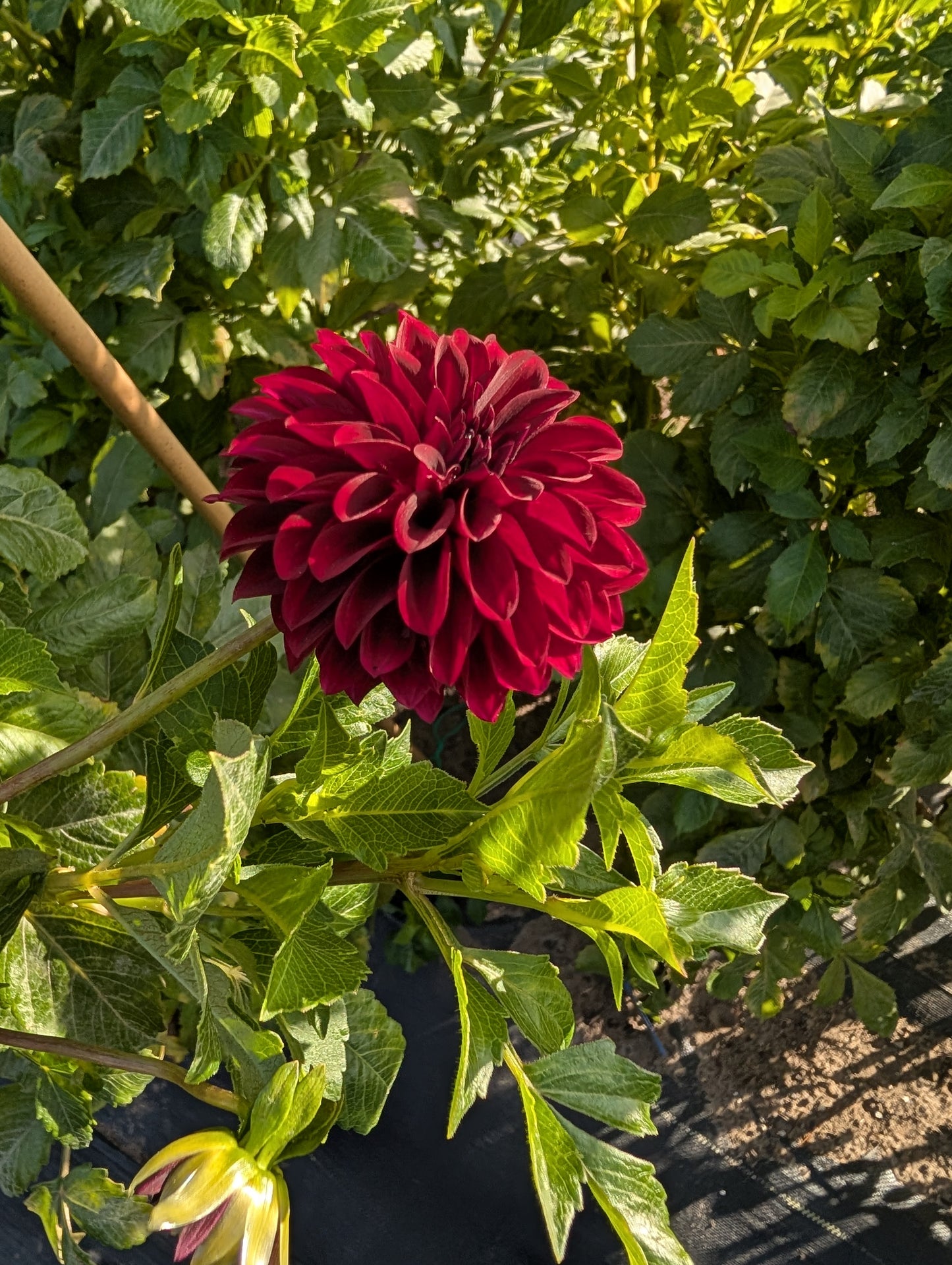 Shadow Cat Dahlia Tuber Formal Decorative Dark Red 5–6" Blooms