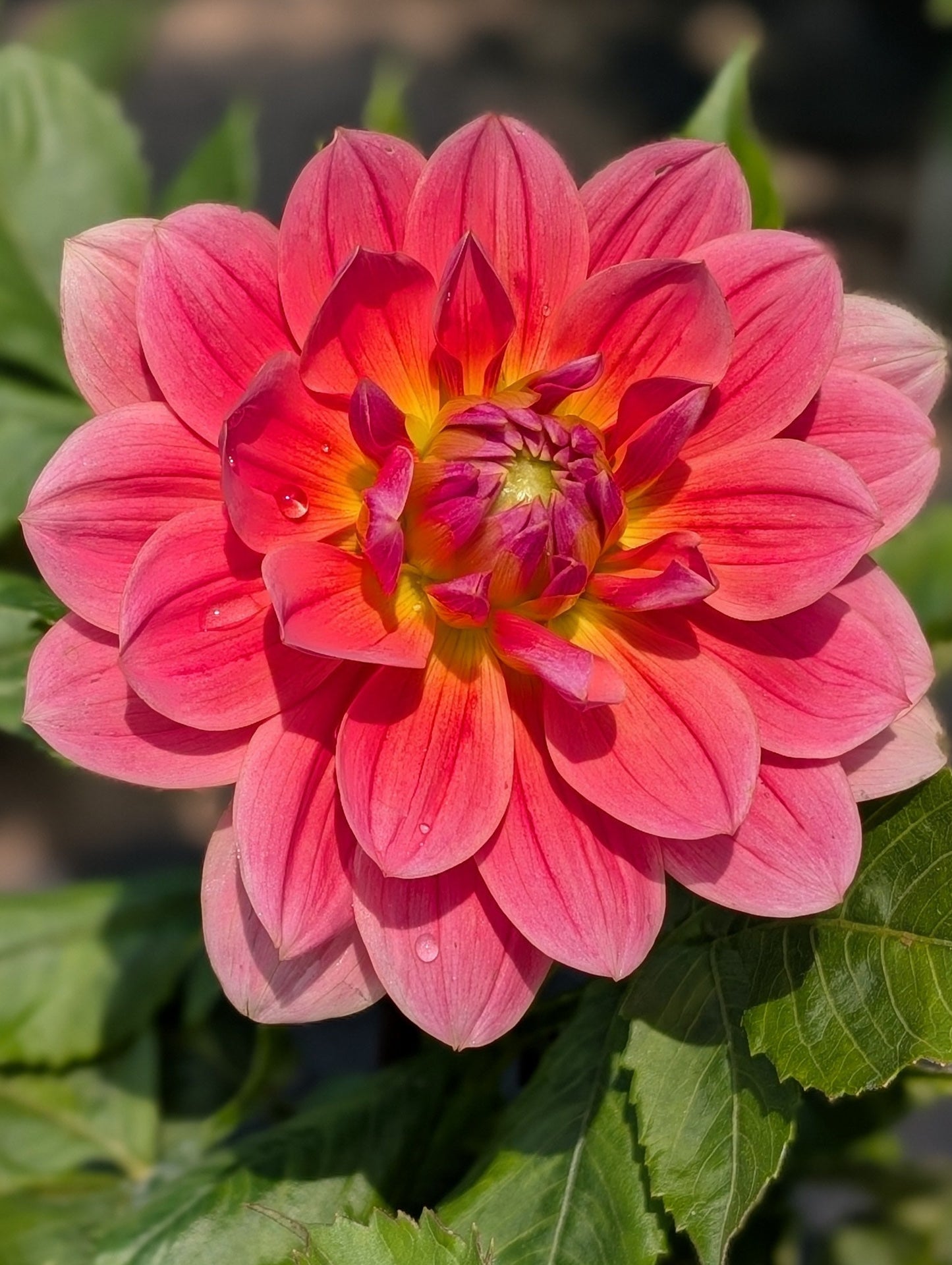 Twiggy Dahlia Tuber Waterlily Pink 4" Blooms