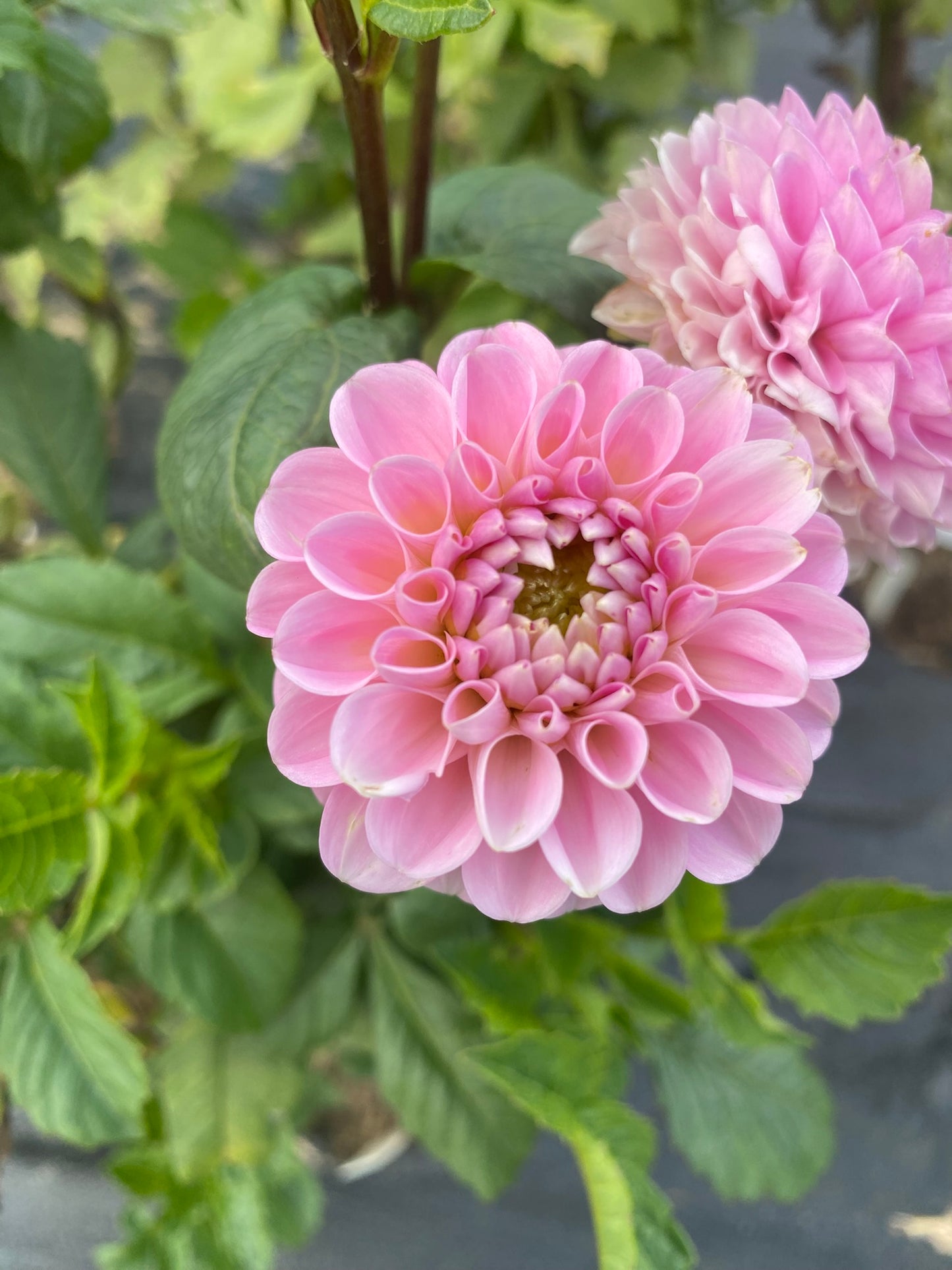 Wizard of Oz Dahlia Tuber Miniature Ball Pink 2–3" Blooms