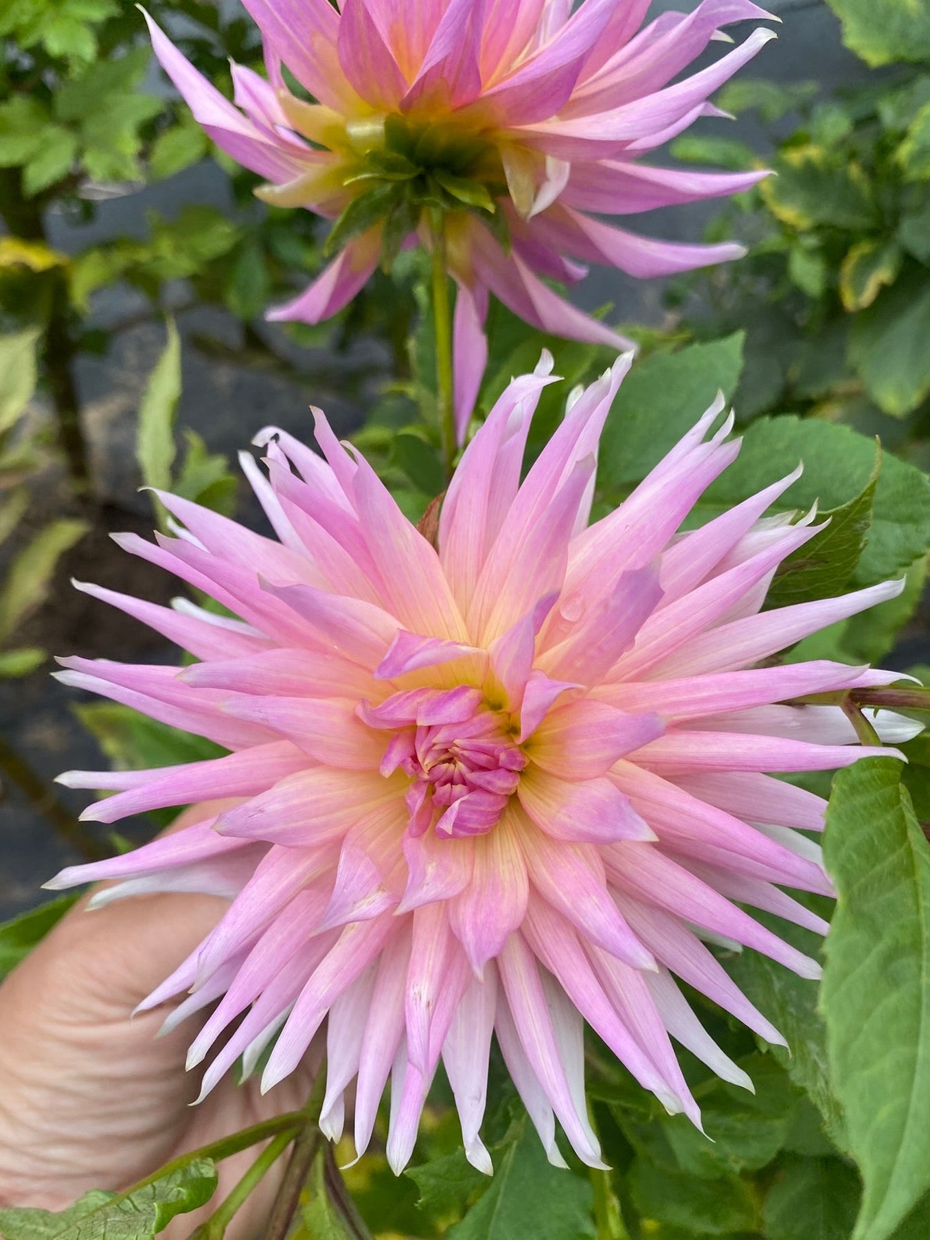 Pink flower held by a hand with green leaves in the background