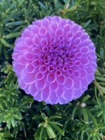 20th Ave Ingrid Dahlia Tuber – Miniature Ball Lavender 3" Blooms