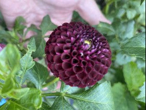 Glenplace Dahlia Tuber – Pompon, Purple, 2.5–3" Blooms