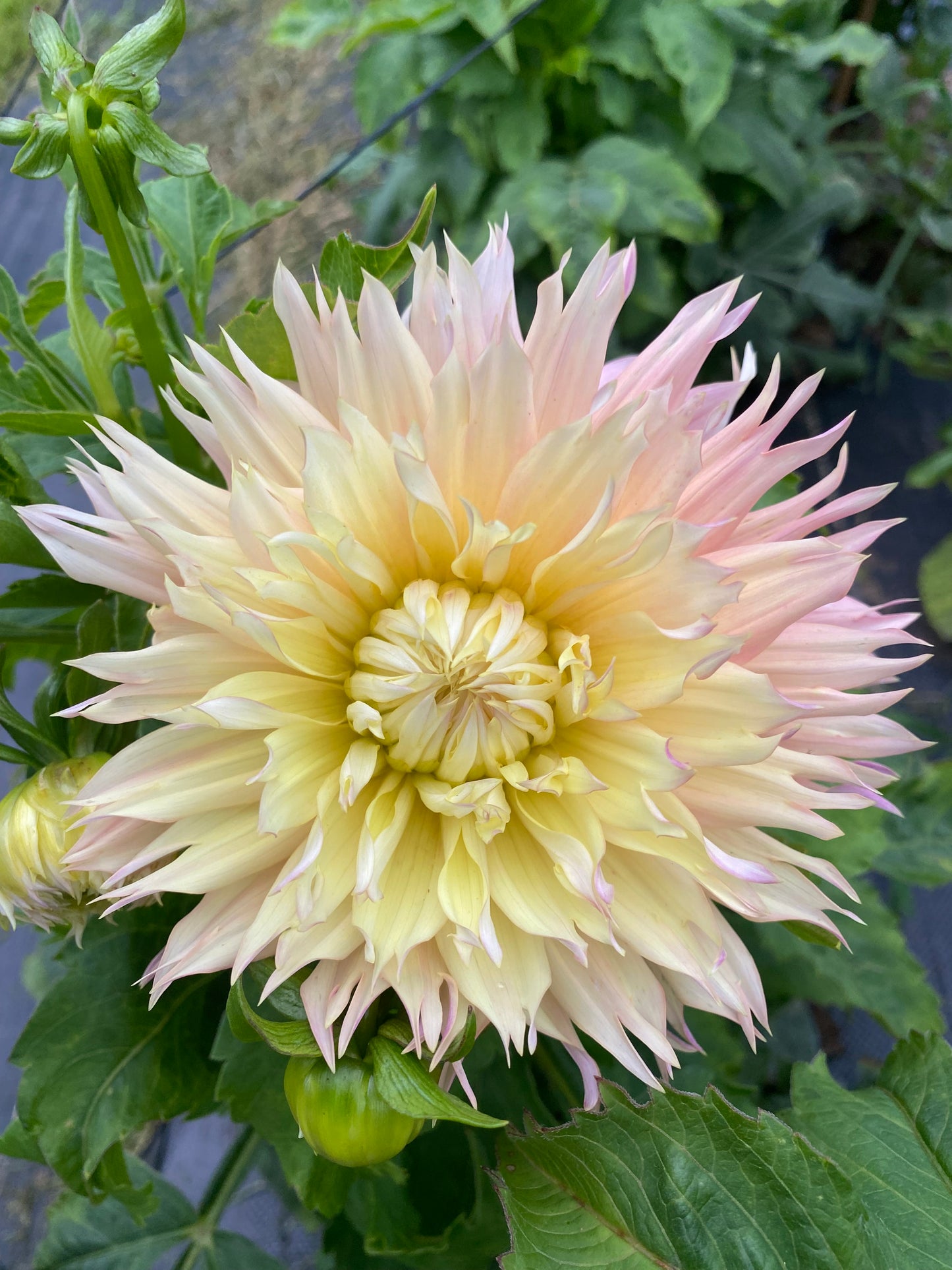 Allen’s Angels Eye Dahlia Tuber – Light Blend Laciniated, 4–6" Blooms, 3–4 ft