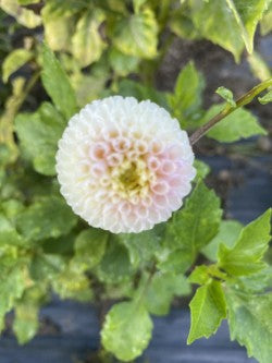 Irish D Porter Dahlia Tuber – Pompon Pink 2" Blooms