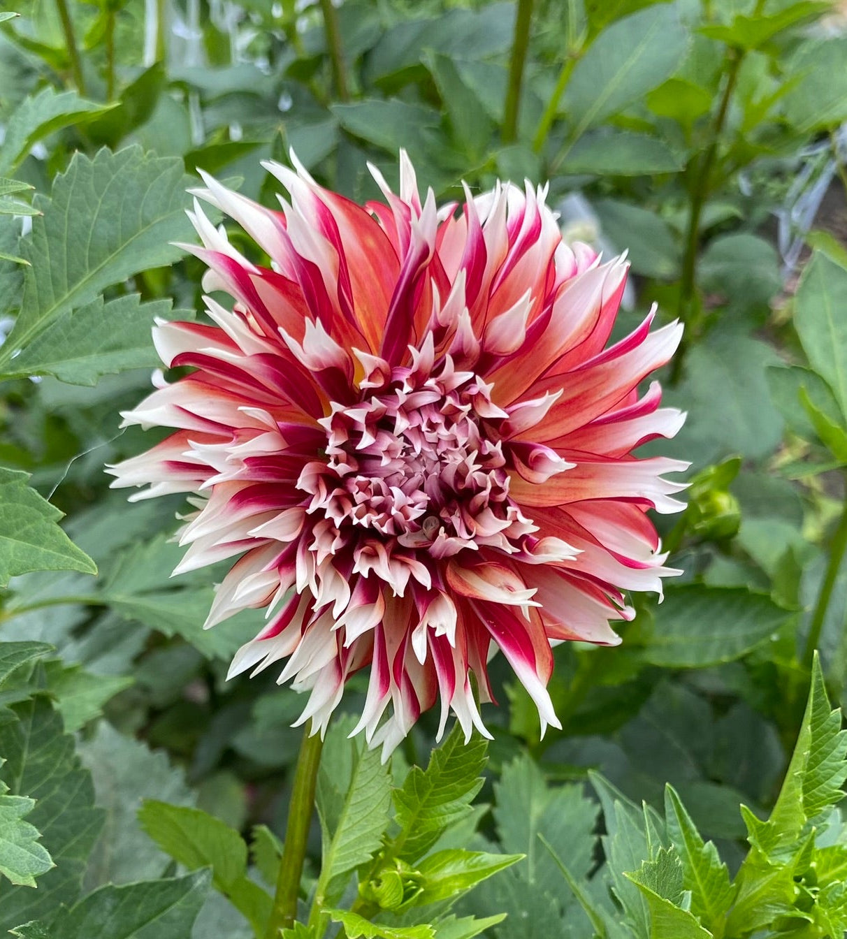 Pink and white flower with green leaves in the background