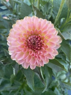 Dahlia Tuber Bundle #2– Designer Blend Collection