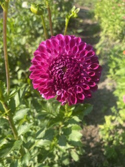 20th Ave Rayna Dahlia Tuber Formal Decorative Dark Purple 5–6" Blooms