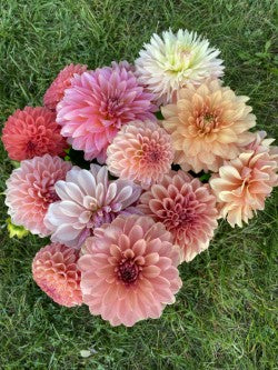 Mystery Dahlia Tuber fun surprises from our named varieties, sold at special pricing