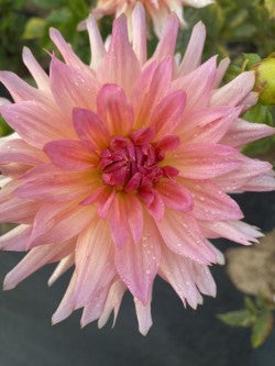 Bristol Karma Dahlia Tuber – Pink Semi-Cactus, 6" Blooms
