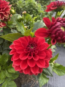 Milo Dahlia Tuber Formal Decorative Red Blooms 4" Blooms