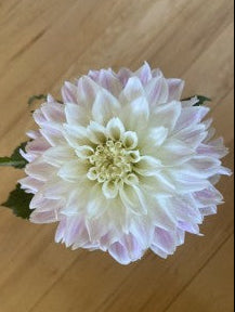 White flower with green stem on a wooden surface