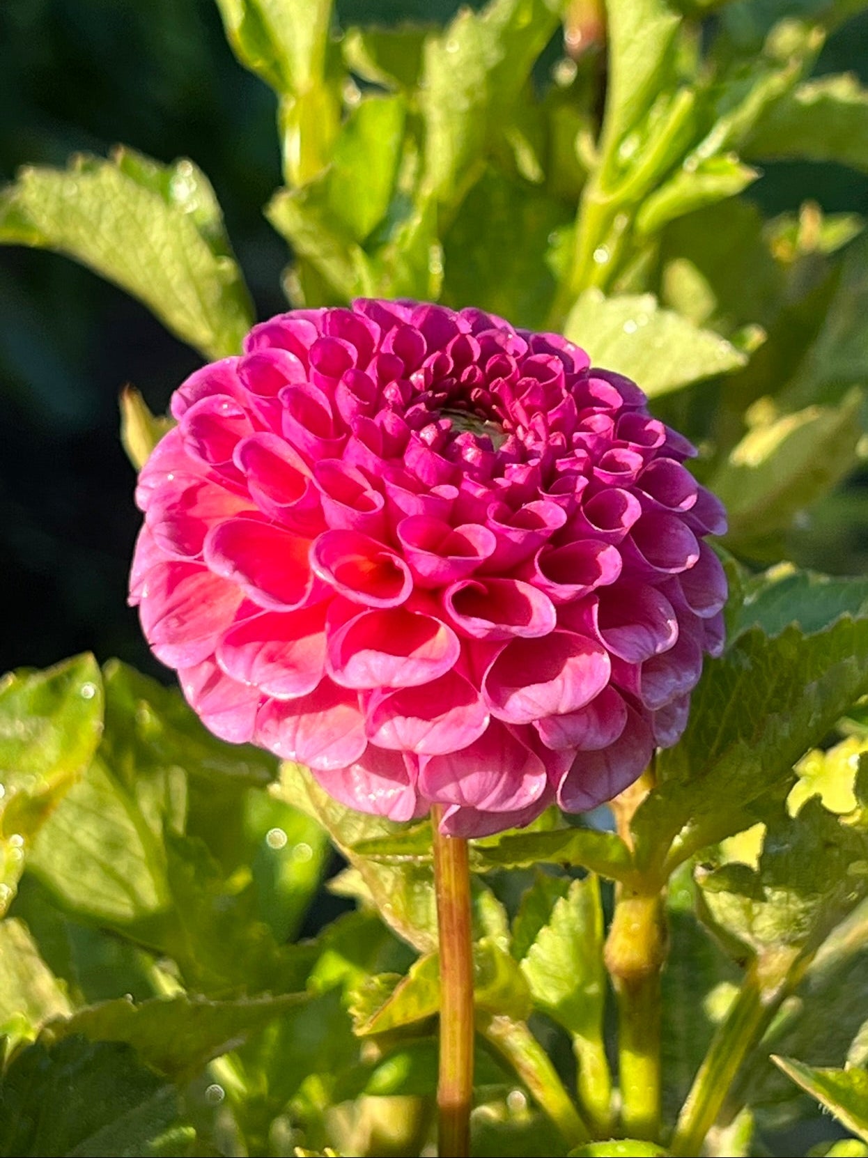 Pink flower with green leaves in the background