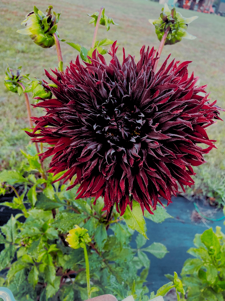 Close-up of a dark purple flower with green leaves in the background