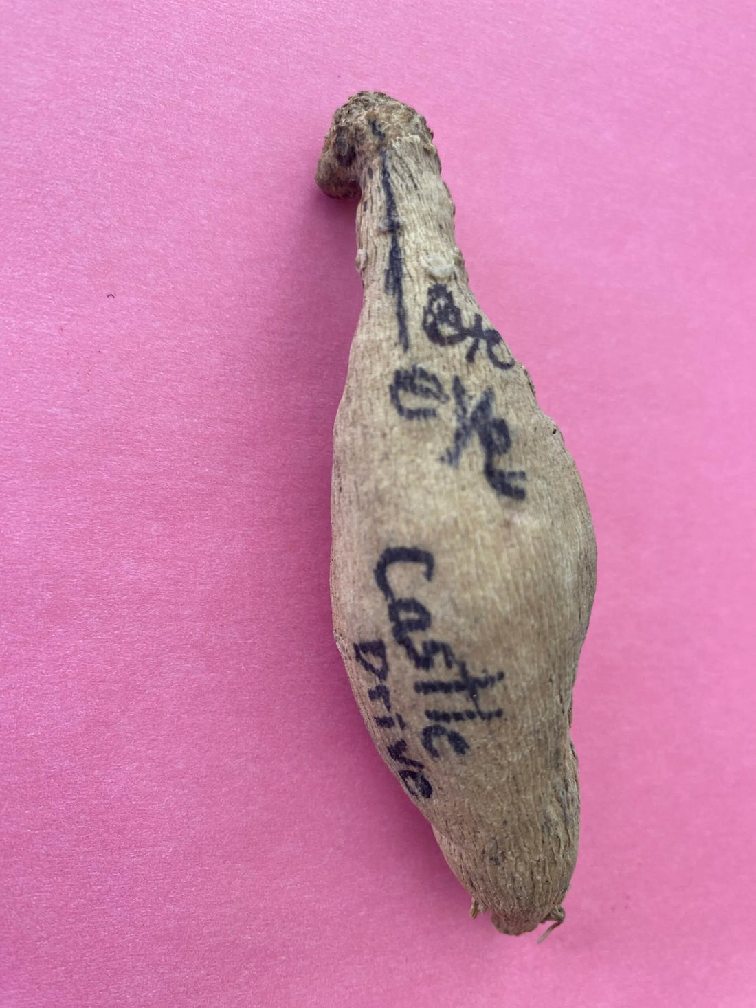 How Can I Start Growing Dahlias?