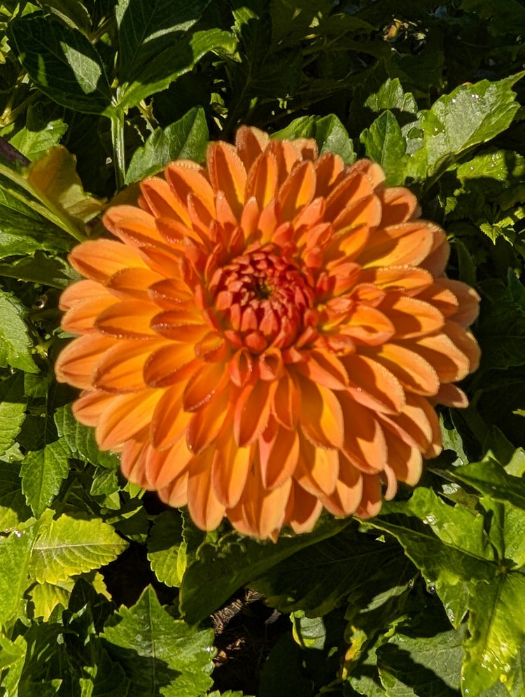 Yellow - Y