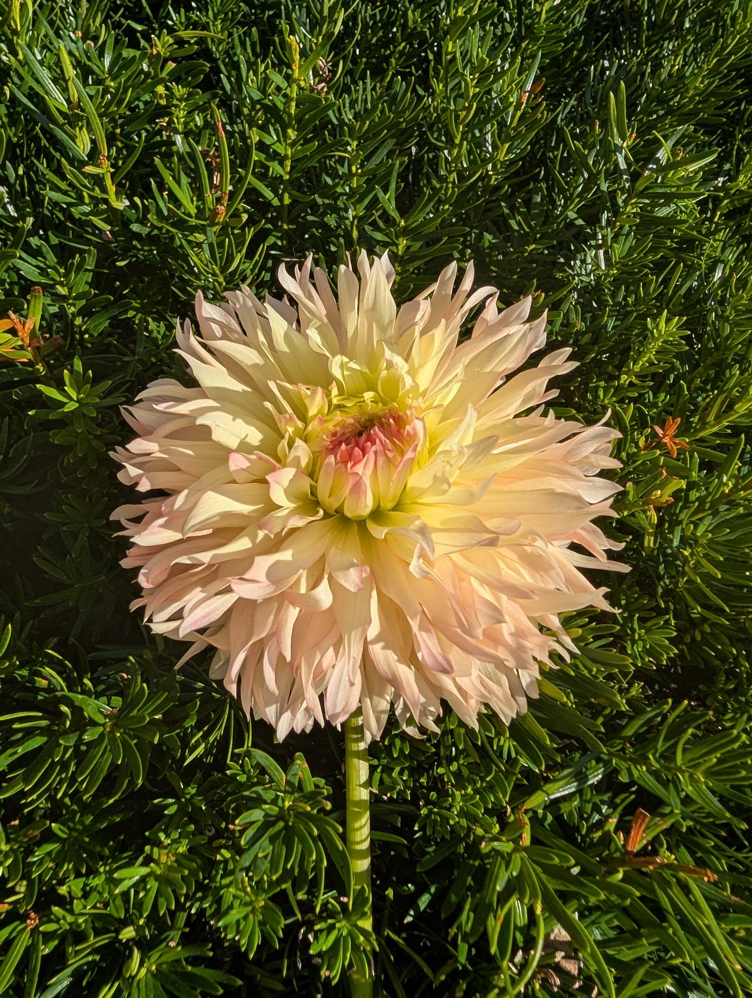 Laciniated Cactus - LC