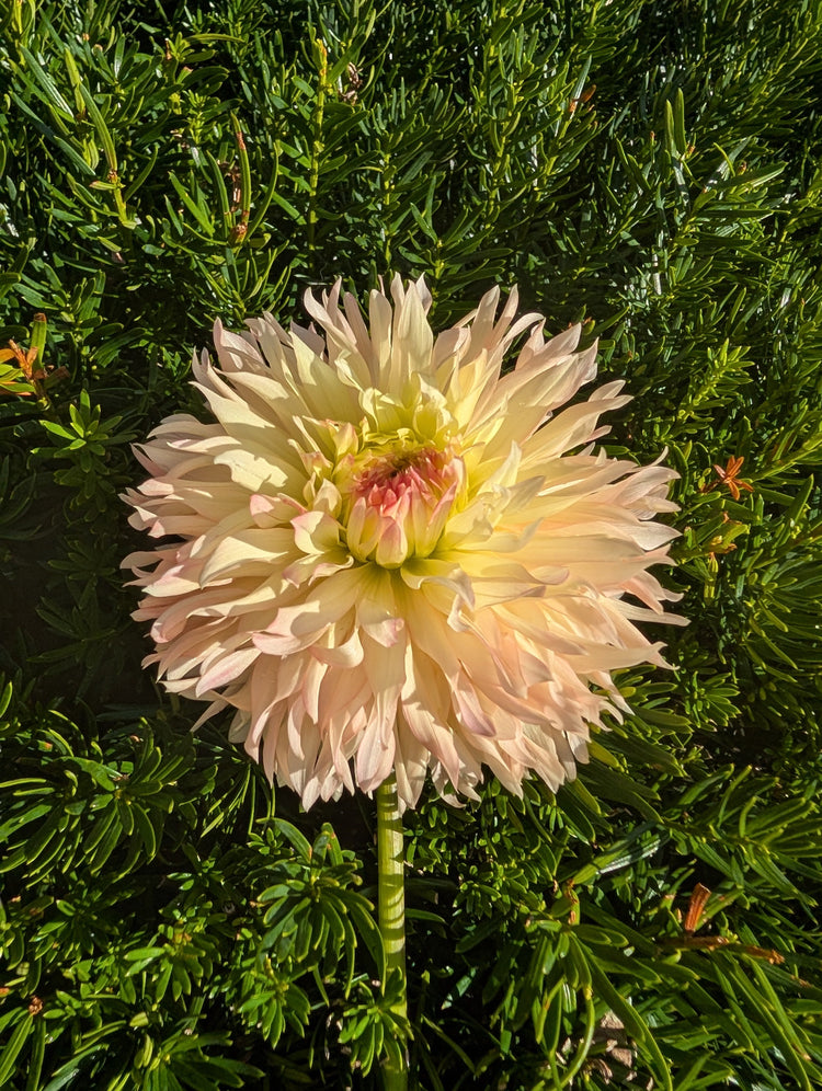 Laciniated Cactus - LC