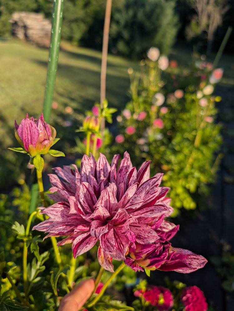 Variegated - V