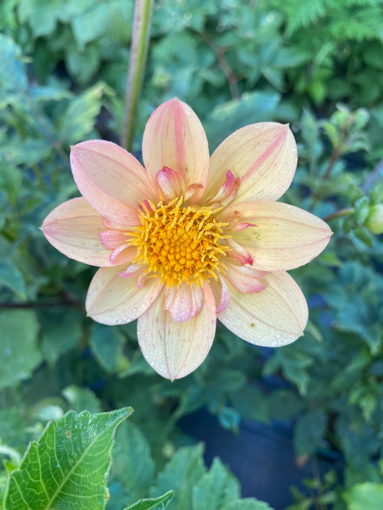 Collarette Dahlias - CO