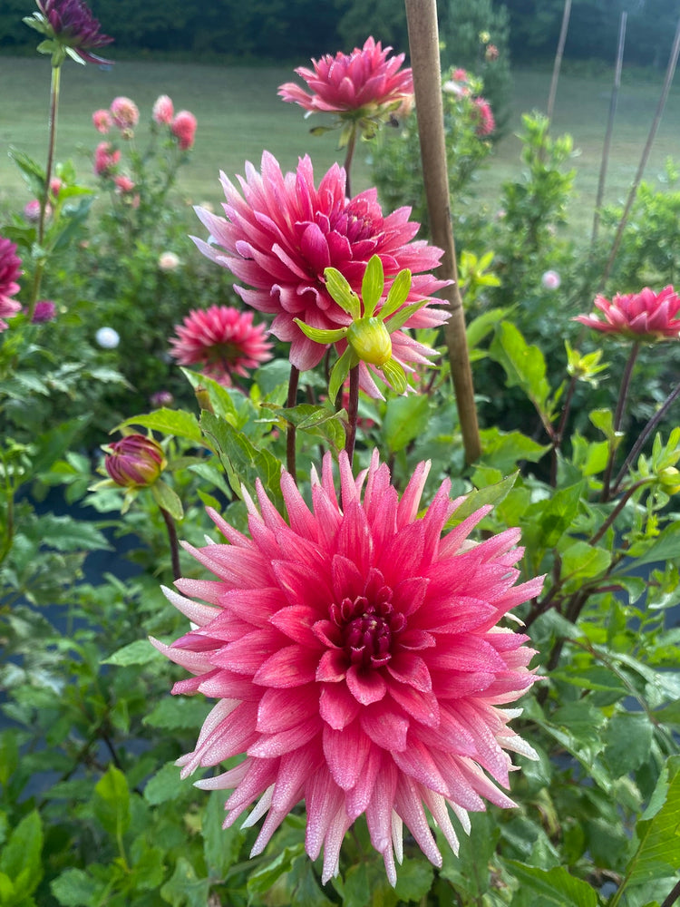 Informal Decorative Dahlia - ID