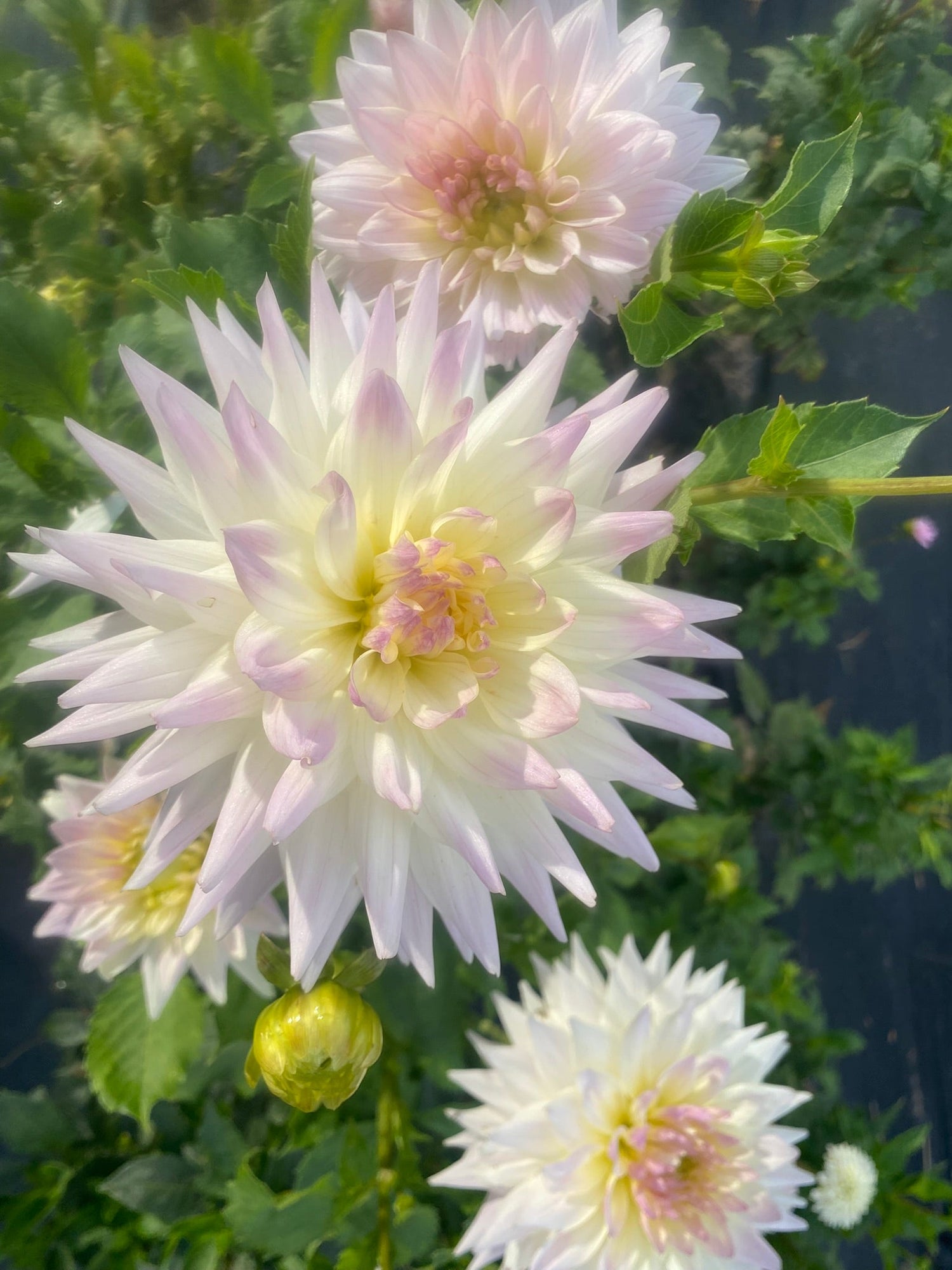 Semi-Cactus Dahlias - SC