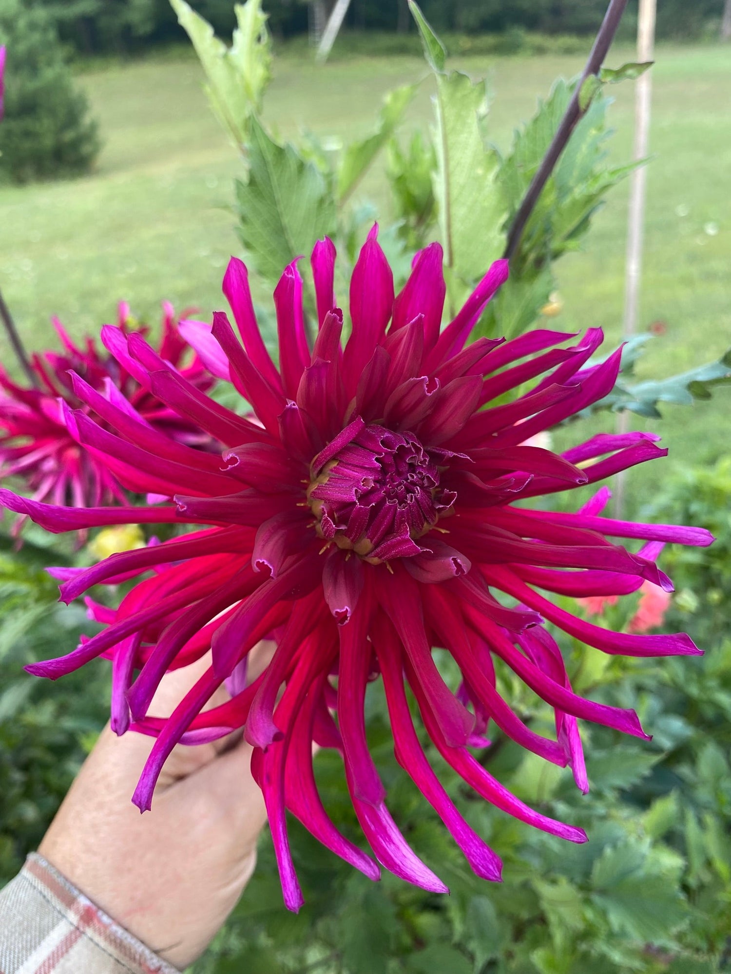 Cactus Dahlias- C