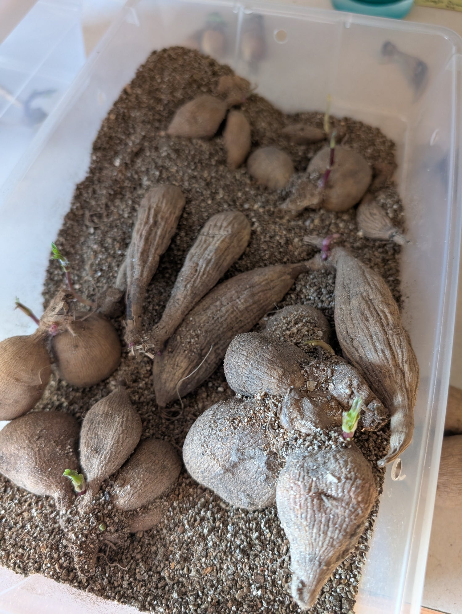 Organically Grown Dahlia Tubers