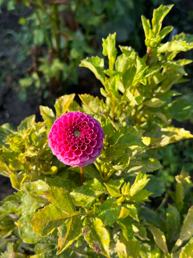 Pompon Dahlias - P