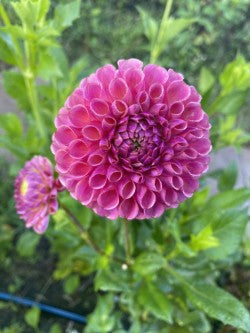 Isabel Dahlia Tuber – Ball Lavender 3–4" Blooms