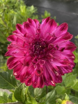 Dahlia Tuber Bundle #1– Curated Pink, Purple & Blush Collection