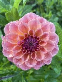 Chewy Dahlia Tuber Miniature Formal Decorative Bronze 4" Blooms