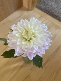 Quiet Splendor Dahlia Tuber – Small Informal Decorative Light Blend 5" Blooms