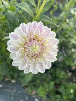 Dahlia Tuber Bundle #2– Designer Blend Collection