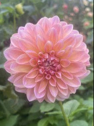 Pink flower with green leaves in the background