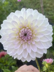 Narrows Ryder Dahlia Tuber – Formal Decorative White 4" Blooms
