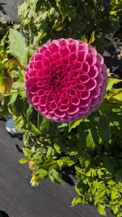 Dahlia Tuber Bundle #2– Designer Blend Collection