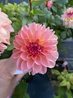 Dahlia Tuber Bundle #2– Designer Blend Collection