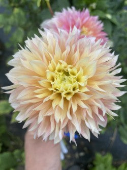 Kogane Fubuki Dahlia Tuber – Laciniated Light Blend 5–6" Blooms